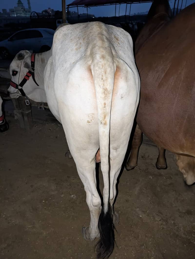 Cow's for shell 1