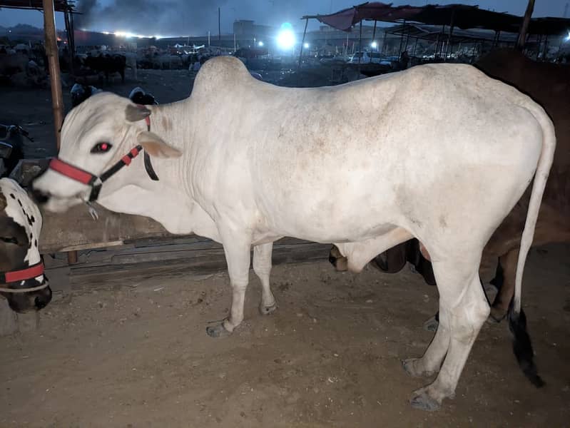 Cow's for shell 2