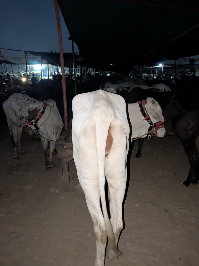 Cow's for shell 3
