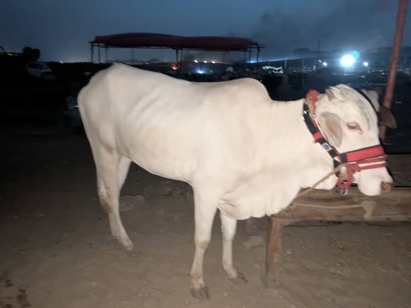 Cow's for shell 5