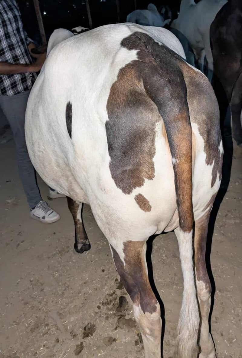 Cow's for shell 6