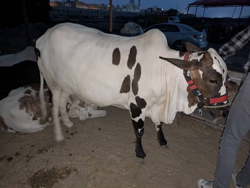 Cow's for shell 7