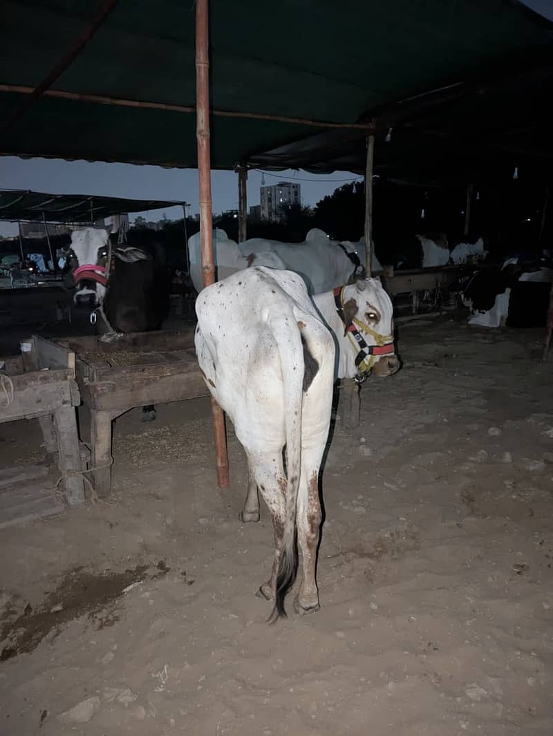 Cow's for shell 8