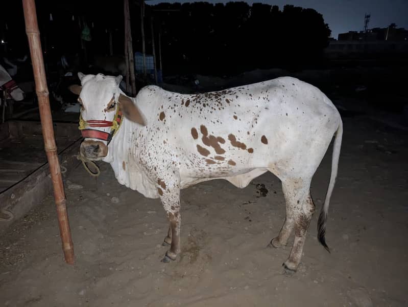 Cow's for shell 9