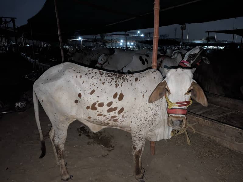 Cow's for shell 10