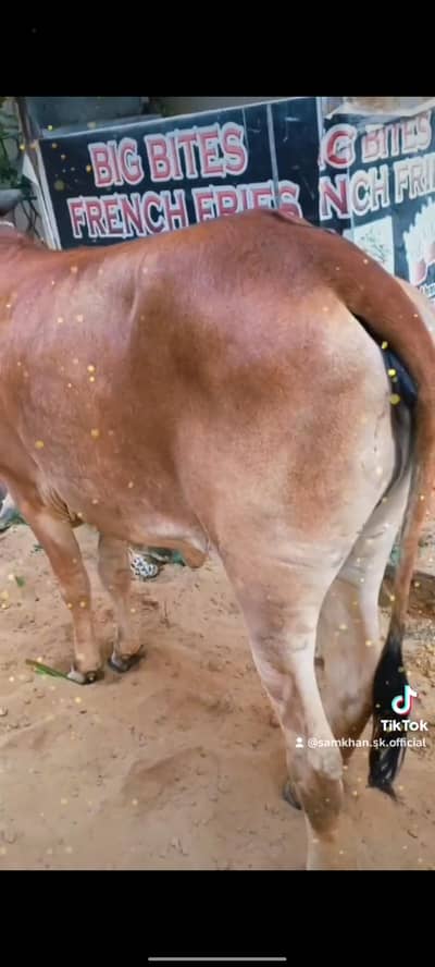 beautiful bachiya for sale