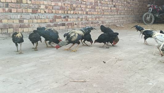 Ablaq Aseel Rooster for sale