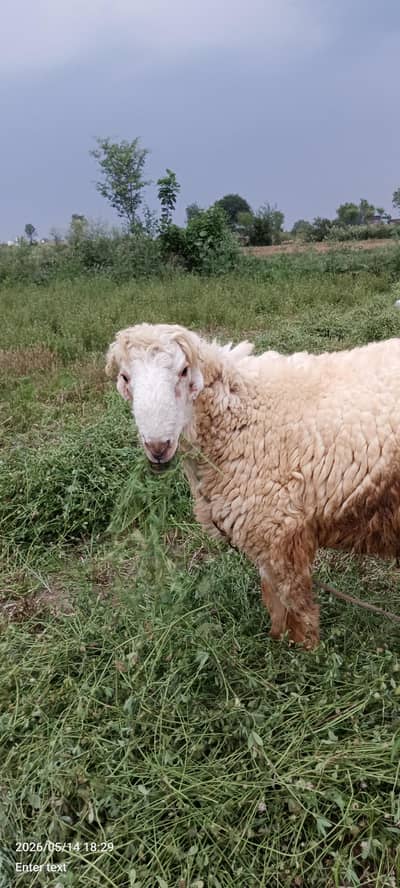 Manda for sale 2 dant hai.