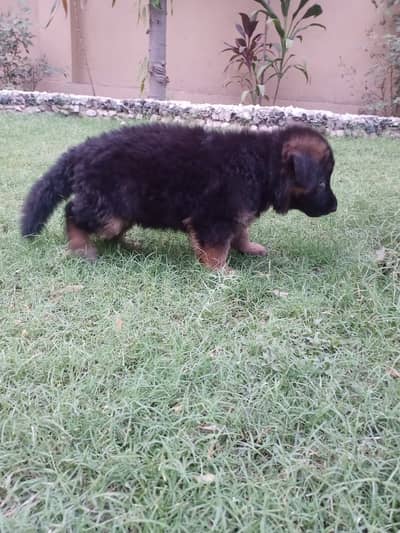 German Shepherd Puppie For Sale