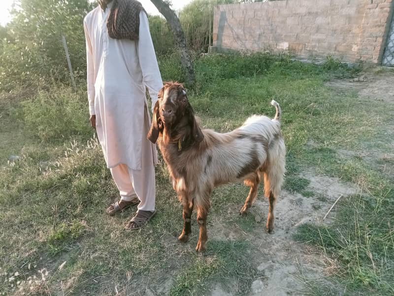 bakra 0