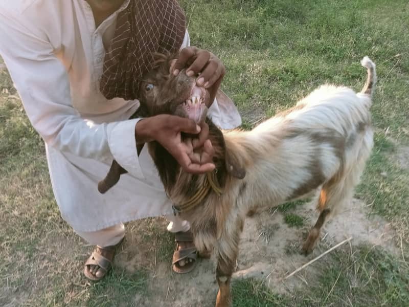 bakra 2