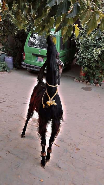 nochi goat male