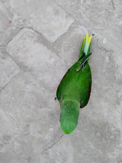 Raw baby parrot