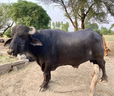 Male Buffallo for Sale, Qurbani