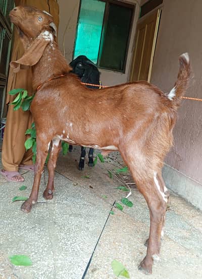 makhi cheena Bakra 2dant 03498200770