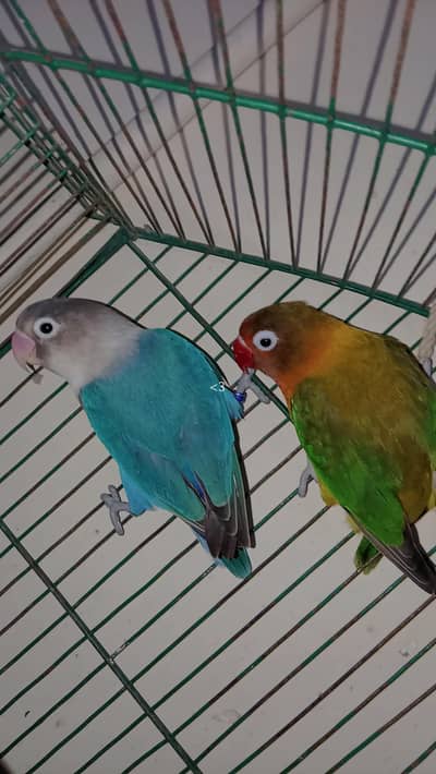 love birds urgent sale