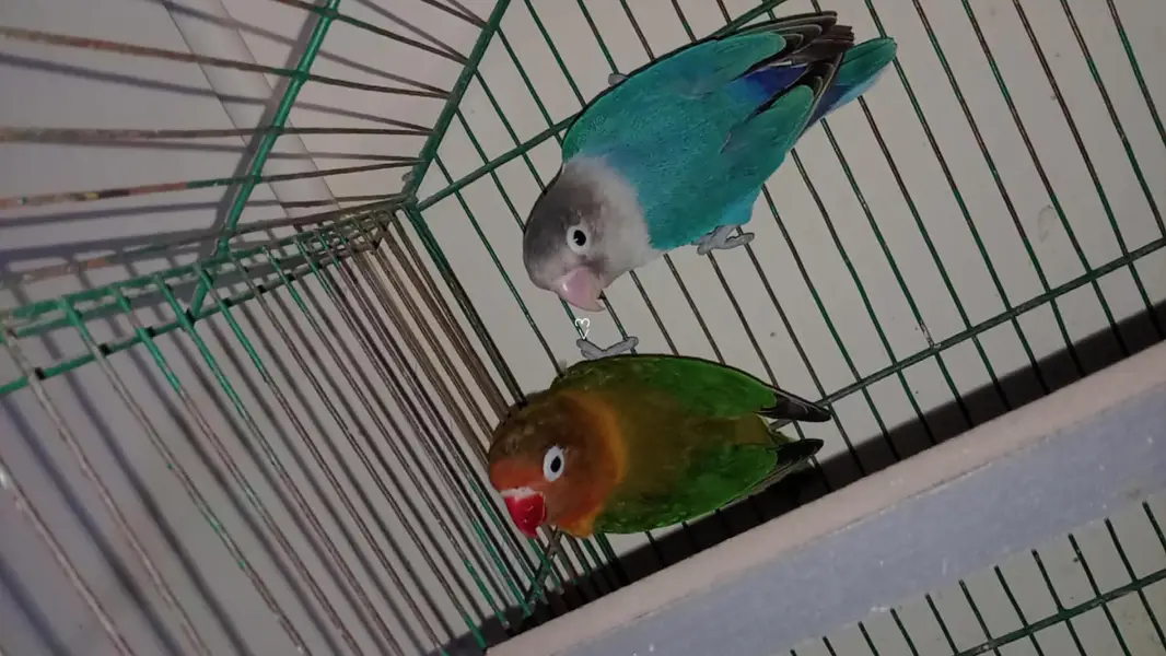 love birds urgent sale breeding pair — photo 2