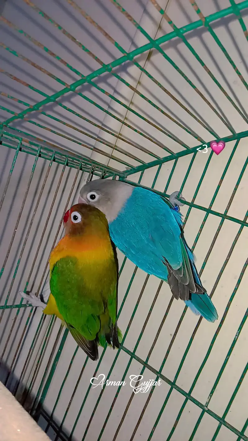 love birds urgent sale breeding pair — photo 3