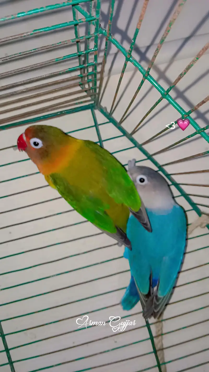 love birds urgent sale breeding pair — photo 4