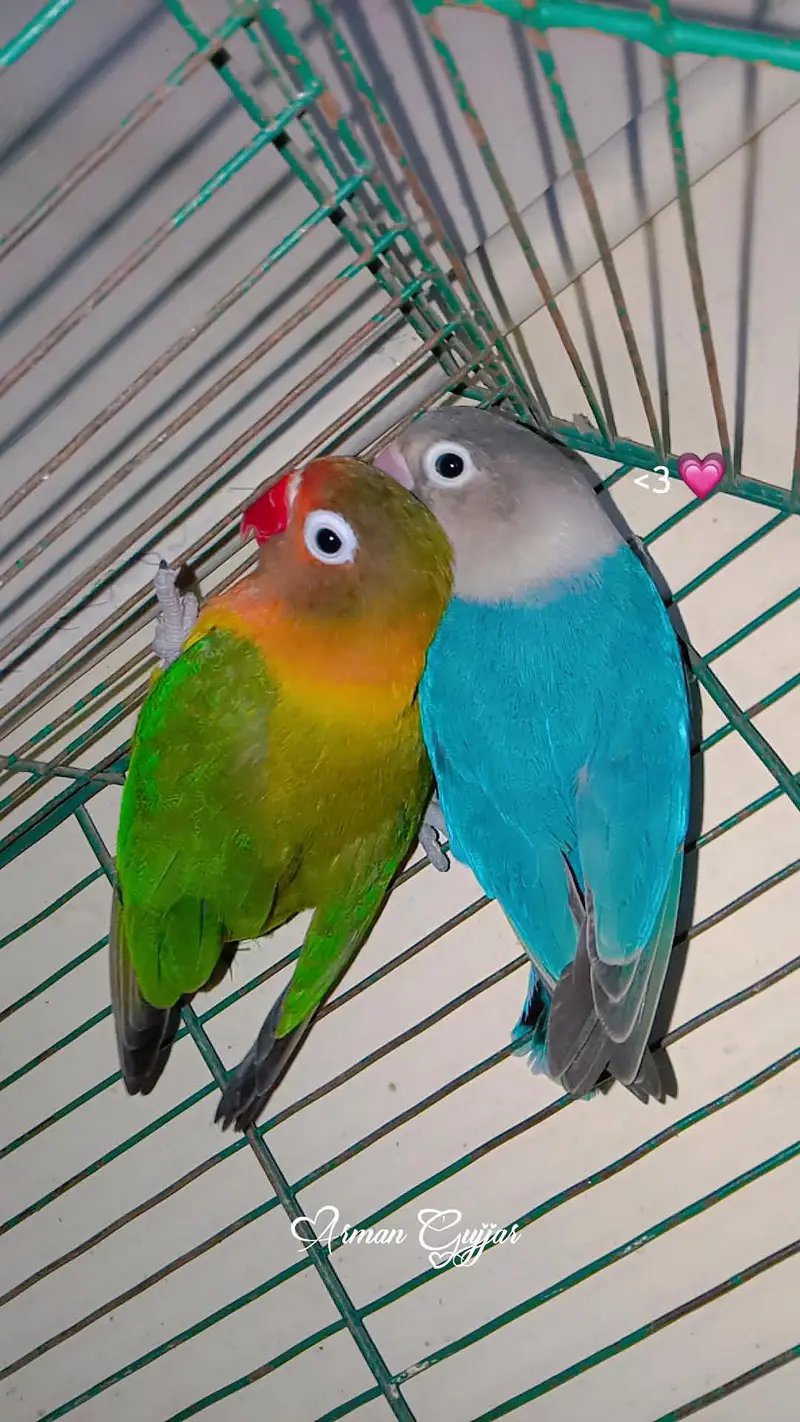 love birds urgent sale breeding pair — photo 5