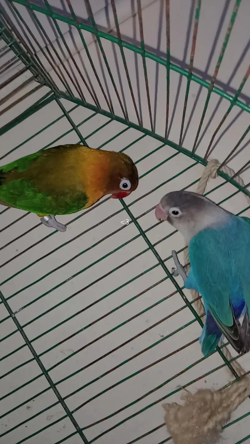 love birds urgent sale breeding pair — photo 6
