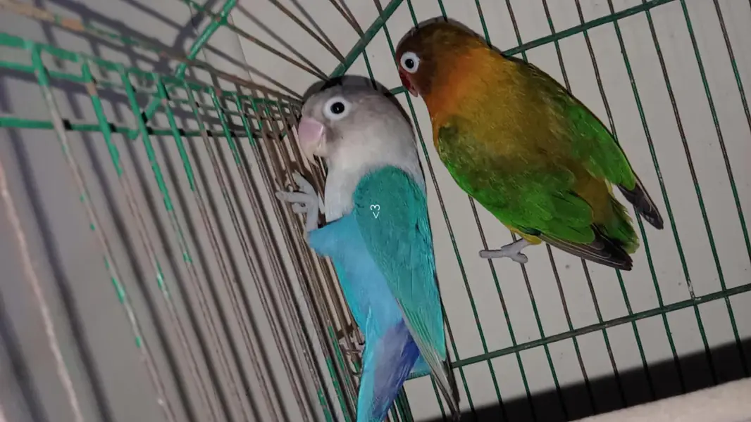 love birds urgent sale breeding pair — photo 7