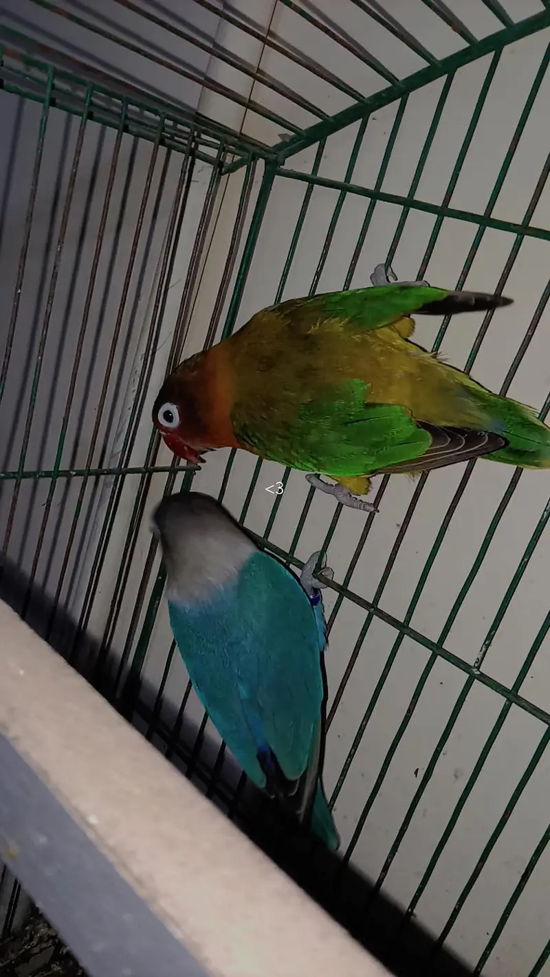 love birds urgent sale breeding pair — photo 8