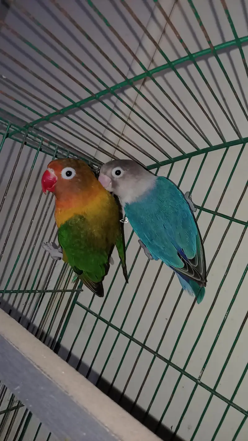 love birds urgent sale breeding pair — photo 9