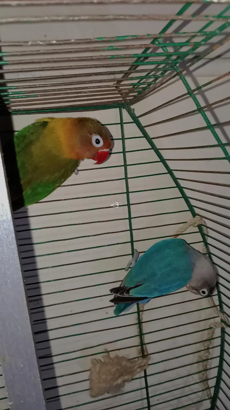 love birds urgent sale breeding pair — photo 10