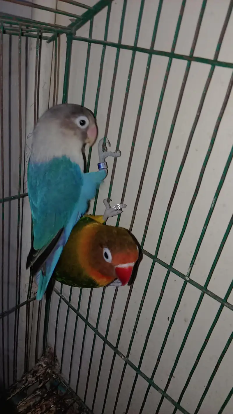 love birds urgent sale breeding pair — photo 11