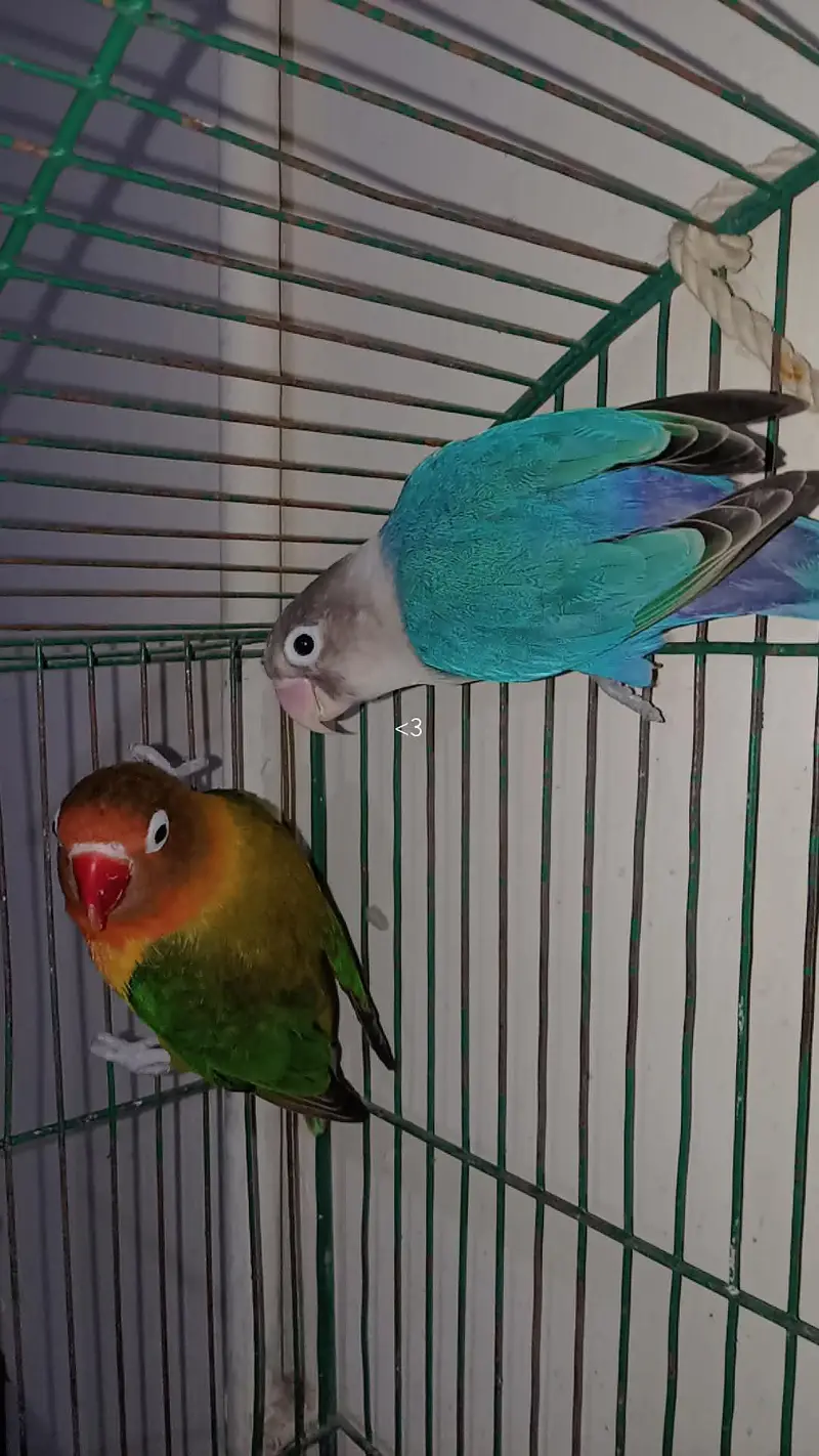 love birds urgent sale breeding pair — photo 12
