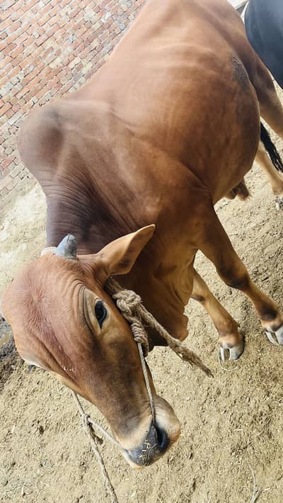Qurbani bull 4 bulls
