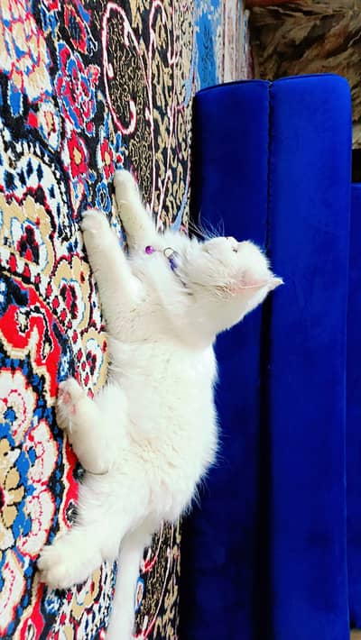 7-Month-Old Triple Coat White Persian Kitten for Loving Home