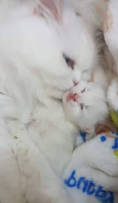 percian baby for sale