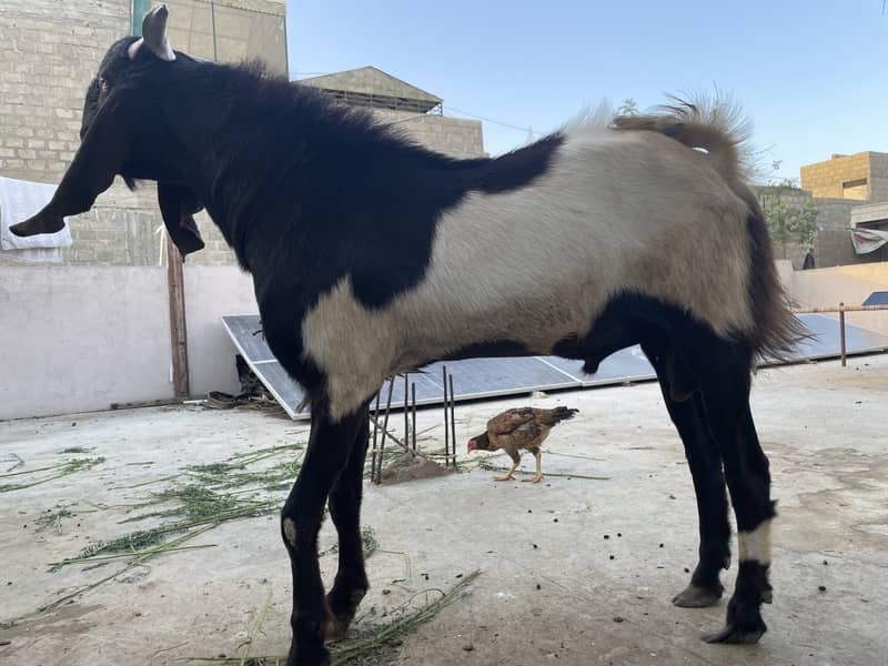 Bakra 0