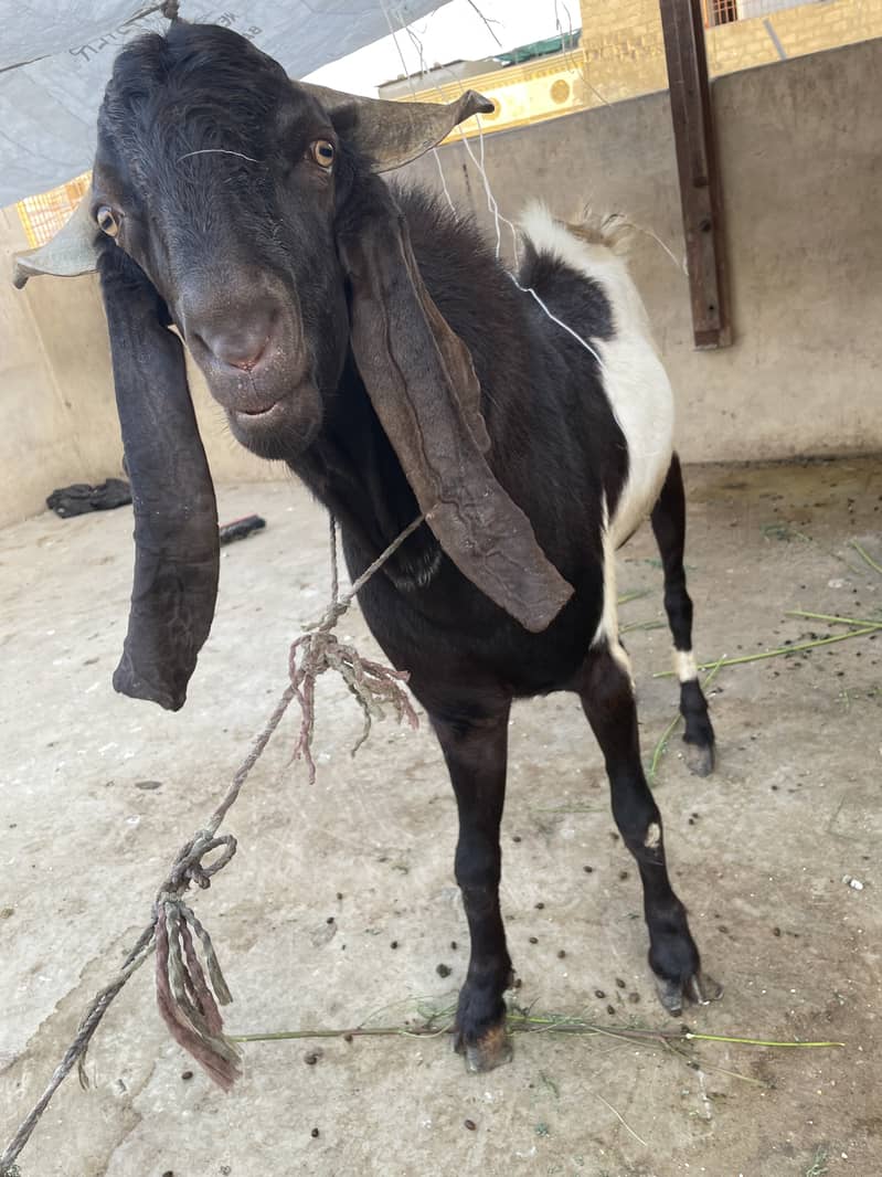 Bakra 1