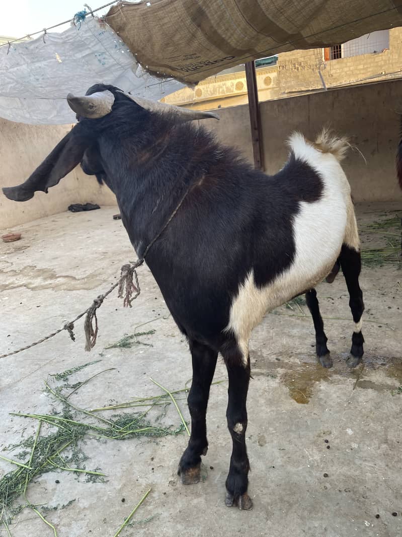 Bakra 2