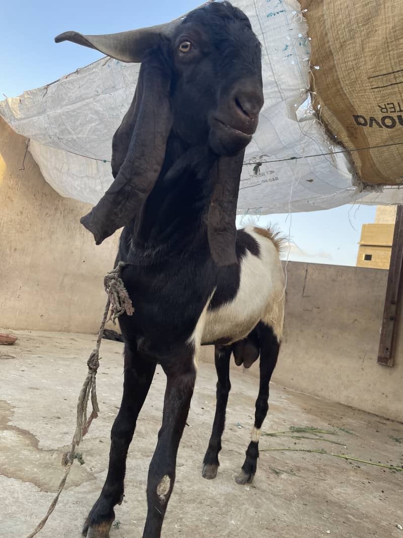 Bakra 3