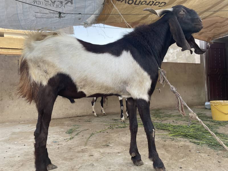 Bakra 4
