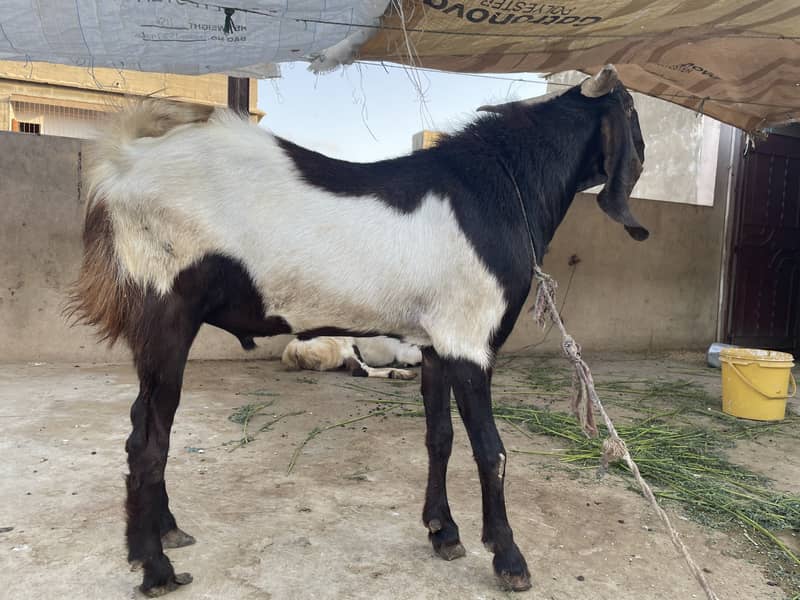Bakra 5