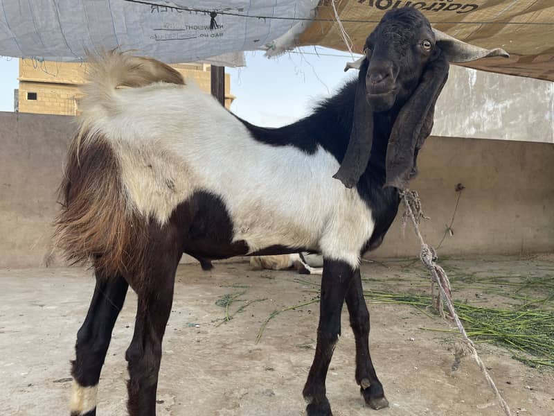 Bakra 6