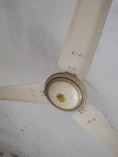 IRoyal Fan