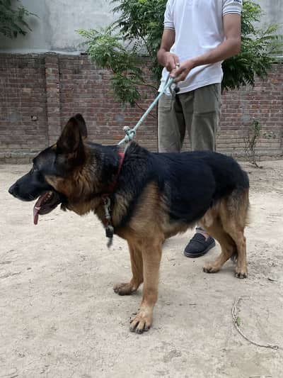 Fully Vaccinated German Shepherd - Healthy & Active