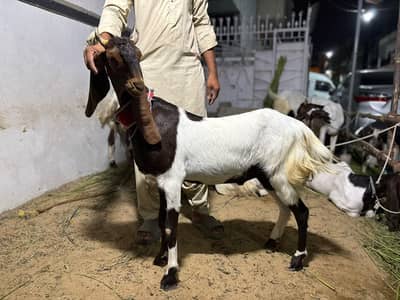 2 dant khassi bakra