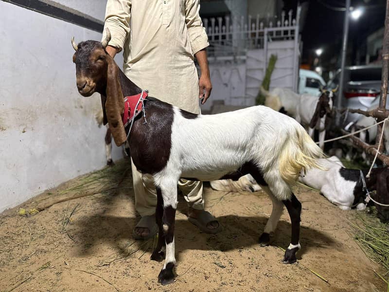 2 dant khassi bakra 1