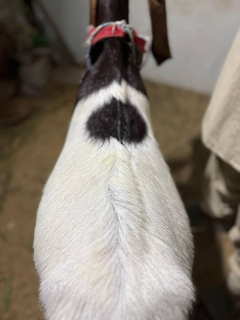 2 dant khassi bakra 2
