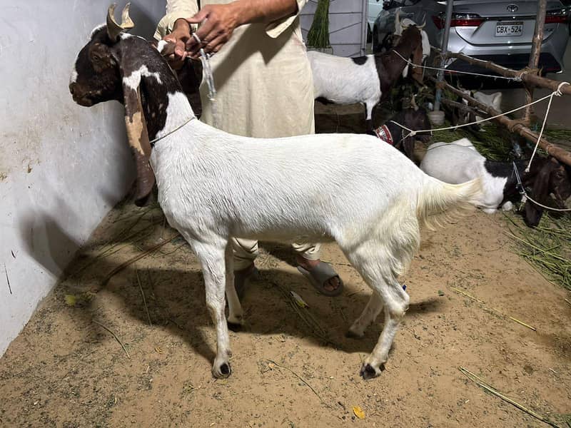 2 dant khassi bakra 4