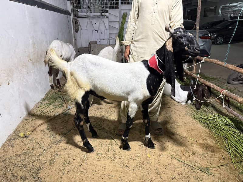 2 dant khassi bakra 5