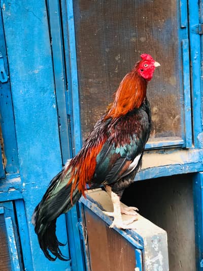 high quality aseel murga and hen with 2 chiks pair for sale