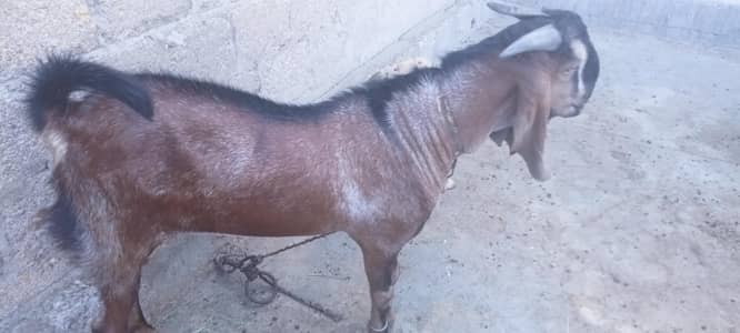 selling my male goat . . .